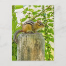 Suche nach lustige chipmunks postkarten Wild