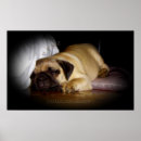 Suche nach mops liebe poster Niedlich