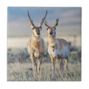 Suche nach antilope fliesen Antilocapra americana