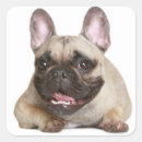 Suche nach bulldog aufkleber Welpe