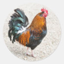 Suche nach schwarzer hahn aufkleber Bauernhof