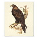 Suche nach keil Adler