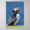 Suche nach klippen poster Atlantisch