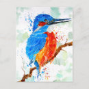 Suche nach eisvogel poster Aquarell
