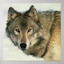 Suche nach grauer wolf poster Tiere
