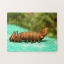 Suche nach hummer puzzle Rätsel