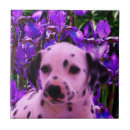 Suche nach dalmatiner fliesen Welpen