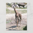 Suche nach junge giraffe postkarten Tier