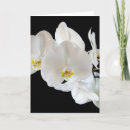 Suche nach phalaenopsis karten Orchid