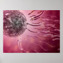 Suche nach samenzellen poster Dreidimensional