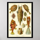 Suche nach kunstformen der natur poster Vintage