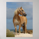 Suche nach haflinger poster Tier