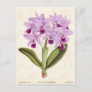 Suche nach cattleya orchidee postkarten Natur