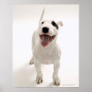 Suche nach bull terrier poster Tier