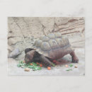 Suche nach reptil postkarten Tiere