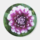Suche nach dahlien magnete Washington