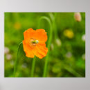 Suche nach papavere poster Sommer