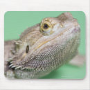 Suche nach bärtigen mousepads Tiere