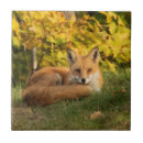 Suche nach fox fliesen Wild