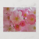 Suche nach cherry blossom postkarten Rosa blume