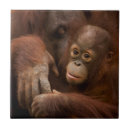 Suche nach orang utans fliesen Dschungel