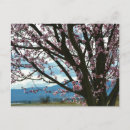 Suche nach rosa baum postkarten Blumen
