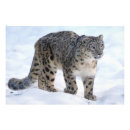 Suche nach schneeleoparden poster Winter