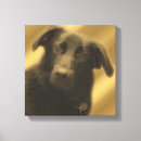 Suche nach labrador retriever leinwandbilder Fotografie