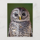 Suche nach eulen wild postkarten Vögel