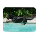 Suche nach schaferhund magnete Elsässisch