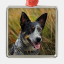 Suche nach australischer hund ornamente Rinder