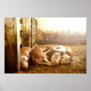 Suche nach niedliches schwein poster Foto