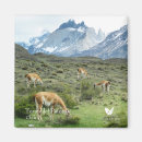 Suche nach torres del paine magnete Natur
