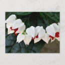 Suche nach herzform postkarten Blume