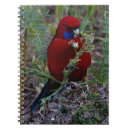 Suche nach rosella Tier