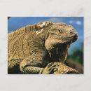 Suche nach iguana postkarten Grün