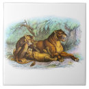 Suche nach wild lebende tiere fliesen Tiger