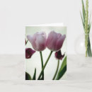 Suche nach stillleben karten Fotografie