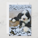 Suche nach schwarze schafe karten Winter