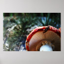 Suche nach wulstling poster Flora