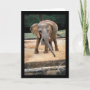 Suche nach afrikanischer elefant karten Natur