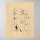 Suche nach neuronen poster Anatomie