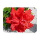 Suche nach hibisken magnete Tropisch