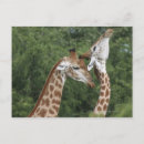 Suche nach giraffa camelopardalis Im freien