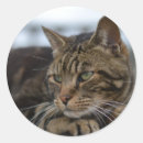 Suche nach graue katzen aufkleber Schwarz