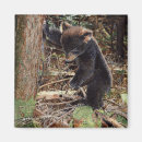 Suche nach schwarzer bär magnete Wald