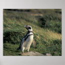Suche nach magellan poster Chile