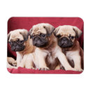 Suche nach pug magnete Dog