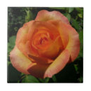Suche nach orange rose fliesen Natur