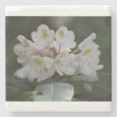Suche nach lorbeer untersetzer Blume